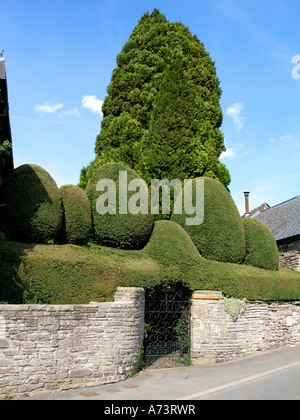 Topiaria da hedge a Crickhowell Powys South Wales UK Foto Stock
