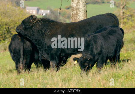 Welsh nero il pascolo di bestiame erba dei pascoli su biodinamica fattoria organica a Cwmyoy Monmouthshire South Wales UK Foto Stock