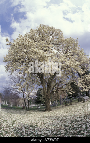 Nord America, USA, Kentucky, Louisville. Yulan albero di Magnolia e fiori Foto Stock