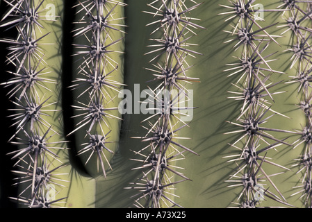 NA, STATI UNITI D'AMERICA, Arizona Saguaro NP, nei pressi di Tucson. Dettaglio del cactus Saguaro Foto Stock