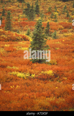 Stati Uniti d'America, Alaska, Parco Nazionale di Denali Peak i colori dell'autunno; nero abete rosso, uva ursina e cespugli di mirtilli, nano betulla Foto Stock