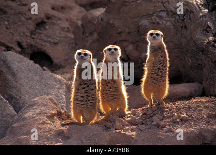 Meerkats (Suricata suricatta) sono anche chiamati suricates e sono una sorta di mongoose. Questa foto è stata scattata in lo Zoo di Phoenix. Foto Stock
