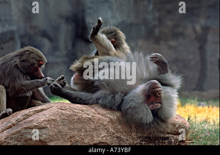 Maschio dominante Hamadryas baboon essendo curato, lo Zoo di Phoenix, Arizona Foto Stock