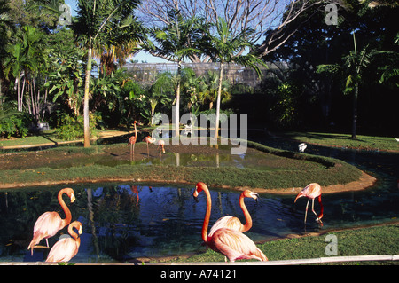 Fenicotteri rosa lo Zoo di Honolulu Waikiki Oahu Hawaii Foto Stock