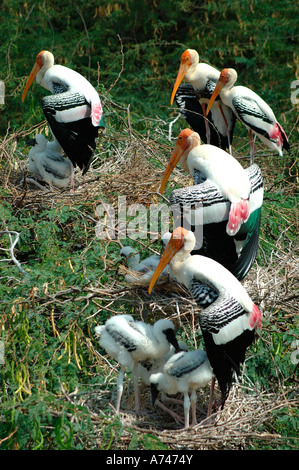 Dipinto di cicogne a nido Foto Stock