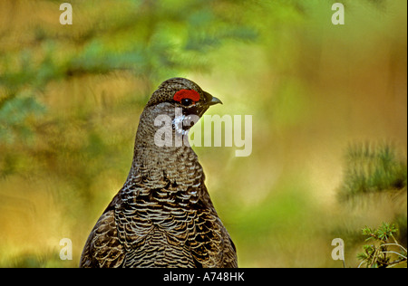 A close up rear view portrait of a Spruce Grouse. Foto Stock