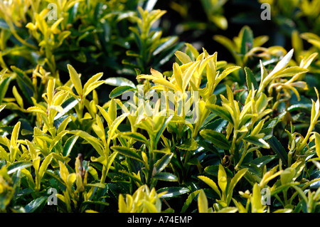 Euonymus Microphylla Aureovari Foto Stock