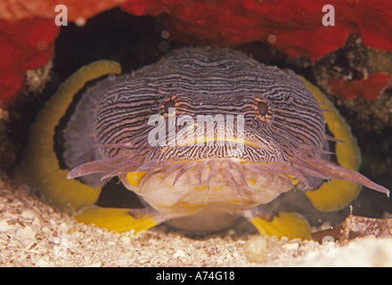 Messico, Cozumel. Splendida Toadfish, Sanopus splendidus, noto anche come il corallo Toadfish Foto Stock