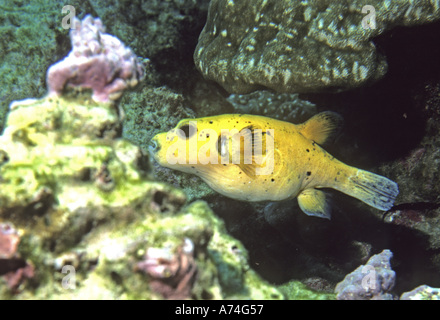 Le faraone Puffer, Arothron meleagris Foto Stock