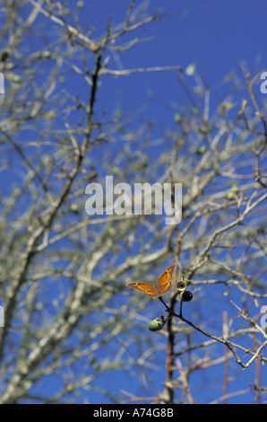 NA, STATI UNITI D'AMERICA, Texas, ruscelli contea. Goatweed Leafwing butterfly (Anaea andria) in quercia Foto Stock