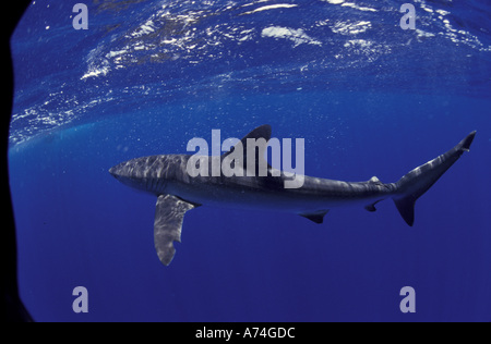 NA, Messico Socorro Isole squalo seta (Carcarhinus falciformis) Foto Stock