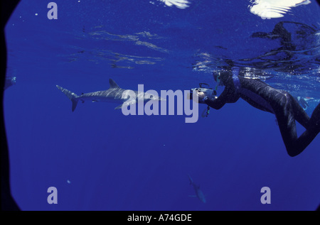 NA, Messico Socorro Islands subacqueo cattura squalo seta (Carcarhinus falciformis) Foto Stock