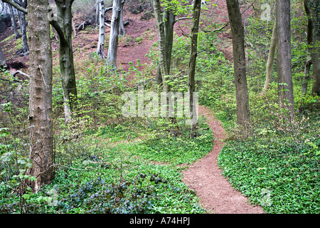 Il cammino da percorrere attraverso boschi Wales UK Foto Stock