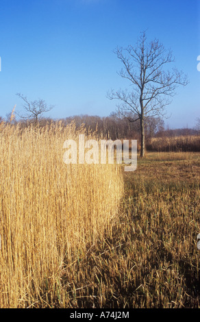 Parzialmente raccolte reedbed in golden luce invernale con inglese isolati alberi di quercia e ontani neri e argento di legno di betulla al di là Foto Stock