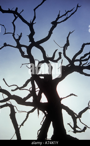 Silhouette contro nebuloso cielo viola di morti in inglese o in legno di quercia Quercus robur tree Foto Stock