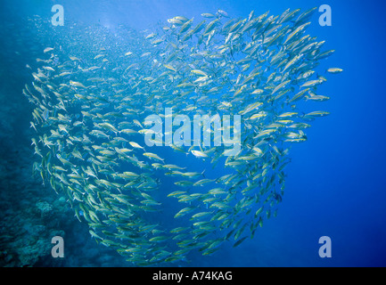 Scuola di Linea Gialla Scad, Selaroides leptolepis Foto Stock