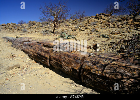 Alberi fossili a foresta pietrificata nei pressi di Khorixas con pianta Welwitschia dietro di Damaraland Namibia Foto Stock