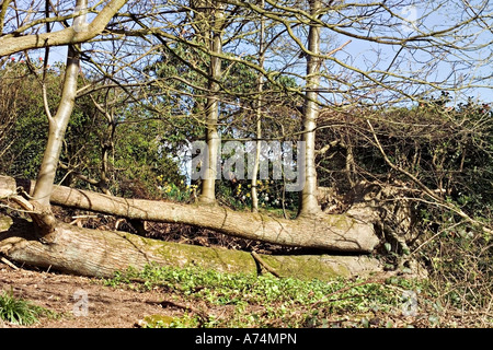 La ricrescita di albero su alberi abbattuti nella tempesta che ha colpito il sud dell'Inghilterra in 1987. Foto Stock