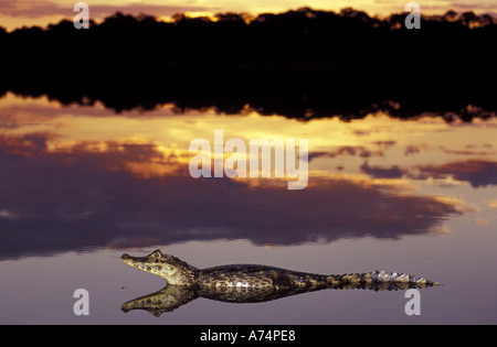 Sud America, Brasile, Pantanal (Caimano Caimano yacare crocodilius) in laguna al tramonto Foto Stock