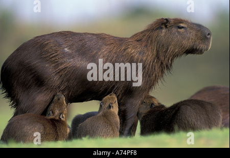 Sud America, Brasile, Pantanal capibara (Hydrochoerus hydrochaeris) madre nursing diversi bambini Foto Stock