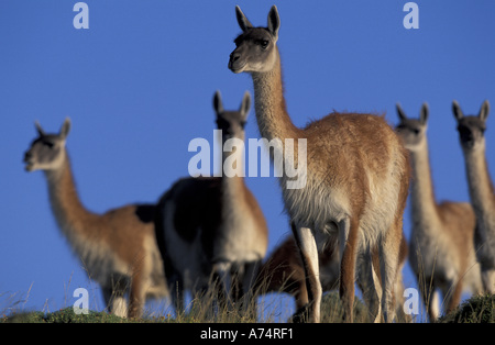 Sud America, Cile, Patagonia Parco Nazionale Torres del Paine guanaco (Lama guanicoe) allevamento Foto Stock