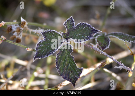 Rovo foglie con gelo invernale bordi Foto Stock