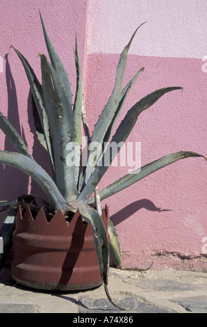 NA, Messico, Baja, Todos Santos. Vasi di cactus di fronte colorata parete rosa. Foto Stock