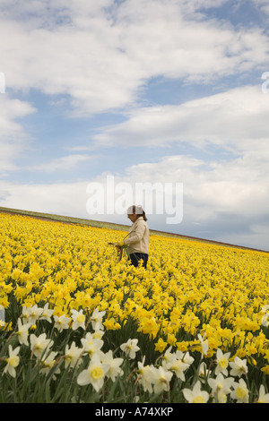 Daffodil commerciale picker, il prelievo e la raccolta di daffodil blumi a fattoria scozzese, Montrose bacino, Aberdeenshire. Foto Stock