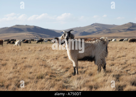 Capre pascolano nei prati intorno al lago Song Kol Foto Stock