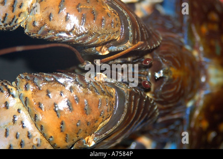 Il granchio del cocco Birgus latro Rongelap atollo delle Isole Marshall Micronesia Foto Stock
