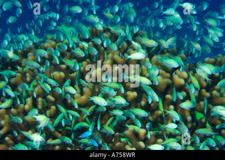 Blu Verde Chromis chromis viridis Rongelap atollo delle Isole Marshall Micronesia Foto Stock