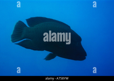 Un pesce napoleone Cheilinus undulatus Rongelap atollo delle Isole Marshall Micronesia Foto Stock