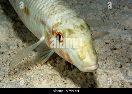 Yellowstripe goatfish Mulloidichthys flavolineatus notte Rongelap Isole Marshall Micronesia Foto Stock