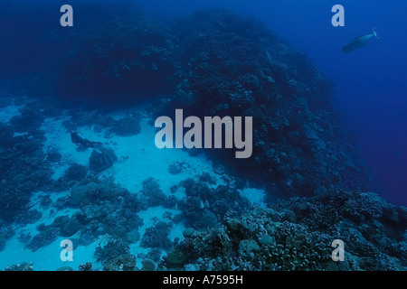 Diver esplora il rientro al Rongelap Jaboan atollo delle Isole Marshall Micronesia Foto Stock