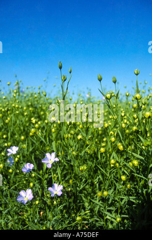 Semi di lino raccolto fiori blu Northamptonshire Inghilterra Foto Stock