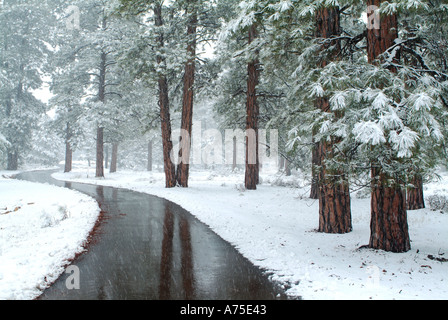 Percorso a piedi attraverso la coperta di neve alberi nel Parco Nazionale del Grand Canyon Arizona Foto Stock