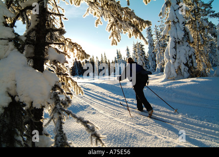 Sci di fondo nelle zone rurali Varmland Svezia Foto Stock