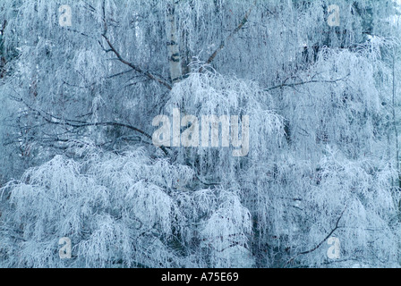 Il pupazzo di neve a rami di alberi Varmland Svezia Foto Stock