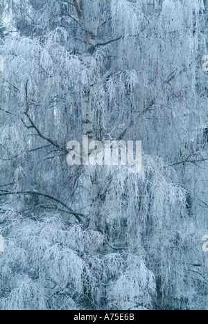 Il pupazzo di neve a rami di alberi Varmland Svezia Foto Stock