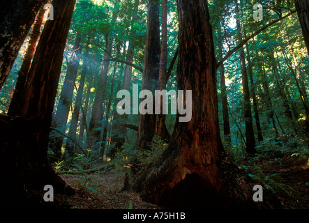 Alberi di sequoia gigante sequoia gigante, Redwoods, Muir Woods National Monument, Muir Woods, monumento nazionale, California, Stati Uniti, California Foto Stock