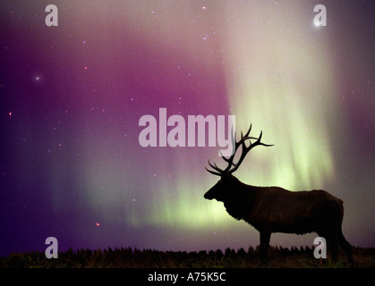 Elk Aurora Boreale Foto Stock