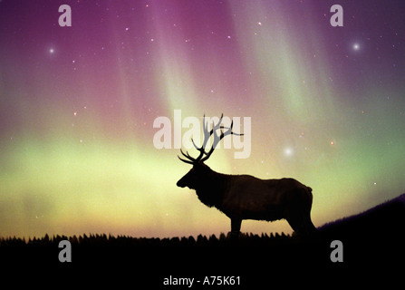 Elk Aurora Boreale Foto Stock