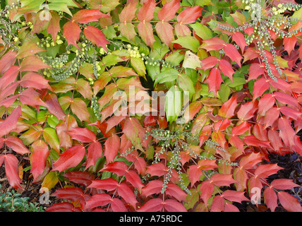 Mahonia japonica autunno inverno colore del fogliame sempreverde giardino arbusto a fioritura invernale Foto Stock