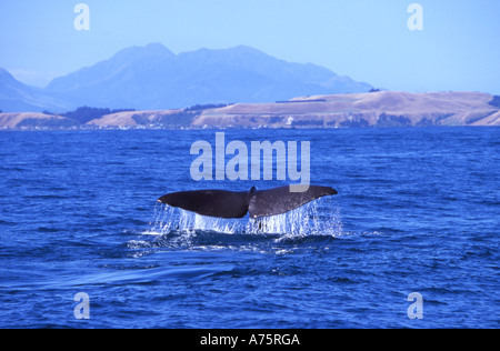 Sperma Balena Dive sequenza: immagine n. 1. Kaikoura Coast Isola del Sud della Nuova Zelanda Foto Stock