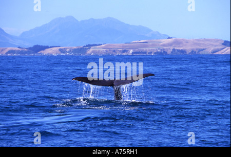 Sperma Balena Dive sequenza: immagine n. 2. Kaikoura Coast Isola del Sud della Nuova Zelanda Foto Stock