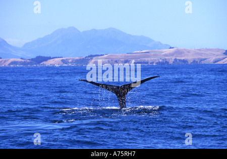 Sperma Balena Dive sequenza: immagine n. 3. Kaikoura Coast Isola del Sud della Nuova Zelanda Foto Stock