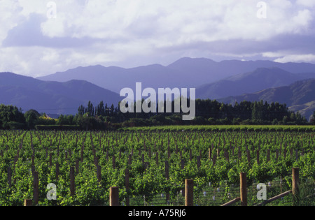 Cantina vigna di Blenheim Marlborough Isola del Sud della Nuova Zelanda Foto Stock