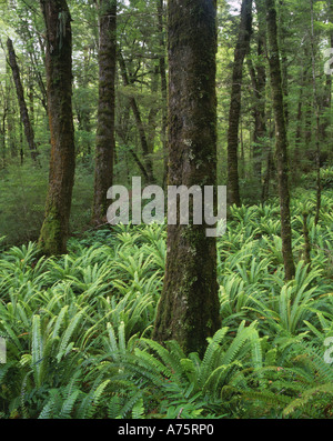 Felci nel bosco di faggio su Kepler Via Parco Nazionale di Fiordland Isola del Sud della Nuova Zelanda Foto Stock