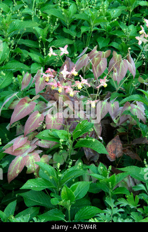 Epimedium rubrum con cane s mercurio in Holbrook Garden Foto Stock