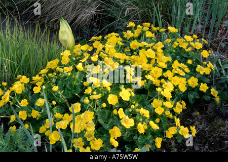 Caltha palustris la Coppa del Re o Marsh Marigold aprile 11 Foto Stock